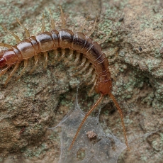 Daržinė akmenlindė - Lithobius melanops | Fotografas Gintautas Steiblys