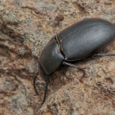 Juodvabalis - Hegeter sp. | Fotografas Gintautas Steiblys