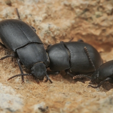 Juodvabaliai - Hegeter sp. | Fotografas Gintautas Steiblys