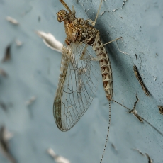 Lašalas - Cloeon dipterum | Fotografas Gintautas Steiblys