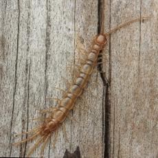 Daržinė akmenlindė - Lithobius melanops | Fotografas Gintautas Steiblys