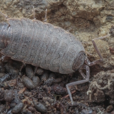 Vėdarėlis - Porcellionides sexfasciatus | Fotografas Gintautas Steiblys