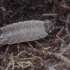 Vėdarėlis - Porcellionides sexfasciatus | Fotografas Gintautas Steiblys