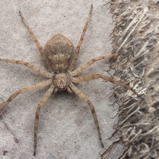 Vikrūnas - Pulchellodromus cf. punctiger | Fotografas Gintautas Steiblys