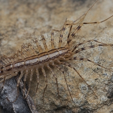 Naminis šimtakojis - Scutigera coleoptrata | Fotografas Gintautas Steiblys