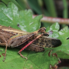 Skėrys - Aiolopus strepens | Fotografas Gintautas Steiblys