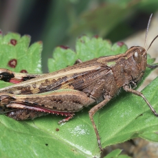Skėrys - Aiolopus strepens | Fotografas Gintautas Steiblys