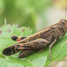 Skėrys - Aiolopus strepens | Fotografas Gintautas Steiblys