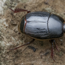 Kanarinis krypūnėlis - Hister canariensis | Fotografas Gintautas Steiblys