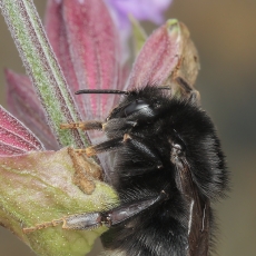 Kanarinė kamanė - Bombus canariensis | Fotografas Gintautas Steiblys