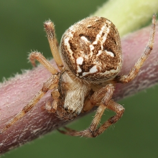 Brūzgavoris - Neoscona subfusca | Fotografas Gintautas Steiblys