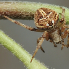 Brūzgavoris - Neoscona subfusca | Fotografas Gintautas Steiblys