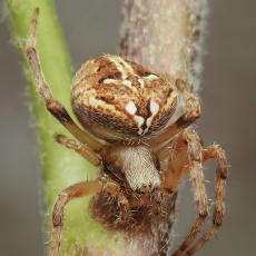 Brūzgavoris - Neoscona subfusca | Fotografas Gintautas Steiblys