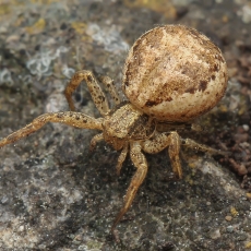 Krabvoris - Xysticus verneaui | Fotografas Gintautas Steiblys