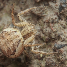 Krabvoris - Xysticus verneaui | Fotografas Gintautas Steiblys