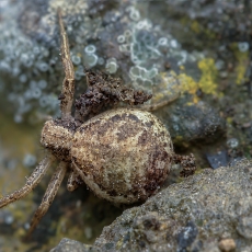 Krabvoris - Xysticus verneaui | Fotografas Gintautas Steiblys