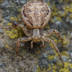 Krabvoris - Xysticus verneaui | Fotografas Gintautas Steiblys