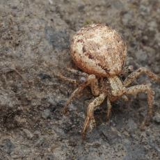 Krabvoris - Xysticus verneaui | Fotografas Gintautas Steiblys