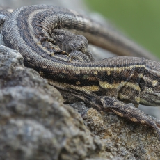 Vakarinis kanarinis driežas - Gallotia galloti ♀ | Fotografas Gintautas Steiblys