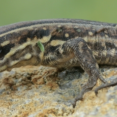 Vakarinis kanarinis driežas - Gallotia galloti ♀ | Fotografas Gintautas Steiblys