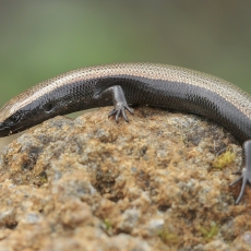 Vakarinis kanarinis scinkas - Chalcides viridanus | Fotografas Gintautas Steiblys