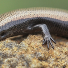 Vakarinis kanarinis scinkas - Chalcides viridanus | Fotografas Gintautas Steiblys