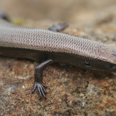 Vakarinis kanarinis scinkas - Chalcides viridanus | Fotografas Gintautas Steiblys