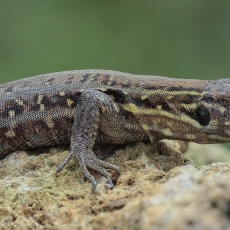 Vakarinis kanarinis driežas - Gallotia galloti ♀ | Fotografas Gintautas Steiblys