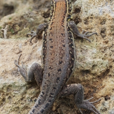 Vakarinis kanarinis driežas - Gallotia galloti ♀ | Fotografas Gintautas Steiblys