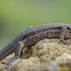 Vakarinis kanarinis driežas - Gallotia galloti ♀ | Fotografas Gintautas Steiblys