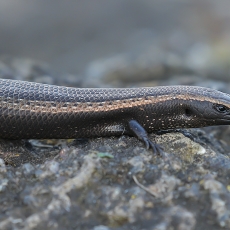 Vakarinis kanarinis scinkas - Chalcides viridanus | Fotografas Gintautas Steiblys