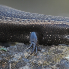 Vakarinis kanarinis scinkas - Chalcides viridanus | Fotografas Gintautas Steiblys