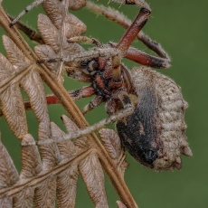 Kryžiuotis - Araneus bufo | Fotografas Gintautas Steiblys