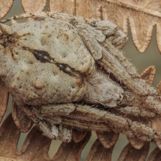 Kryžiuotis - Araneus bufo | Fotografas Gintautas Steiblys