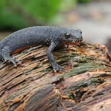 Alpinis tritonas - Ichthyosaura alpestris | Fotografas Gintautas Steiblys