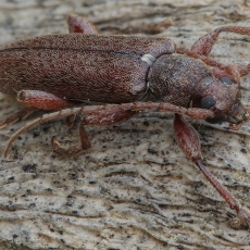 Ūsuotis - Oxypleurus nodieri | Fotografas Gintautas Steiblys
