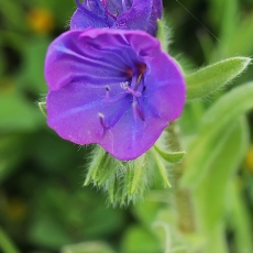 Gyslotinis ežeinis - Echium plantagineum | Fotografas Gintautas Steiblys