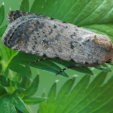 Naminis dykrinukas - Caradrina clavipalpis | Fotografas Gintautas Steiblys