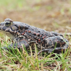 Žalioji rupūžė - Bufotes viridis | Fotografas Gintautas Steiblys