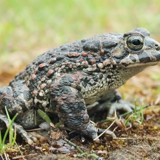 Žalioji rupūžė - Bufotes viridis | Fotografas Gintautas Steiblys