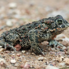 Nendrinė rupūžė - Epidalea calamita | Fotografas Gintautas Steiblys