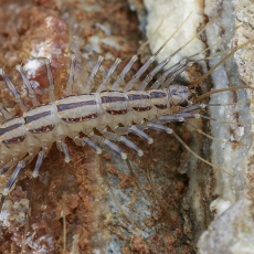 Naminis šimtakojis - Scutigera coleoptrata | Fotografas Gintautas Steiblys