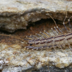 Naminis šimtakojis - Scutigera coleoptrata | Fotografas Gintautas Steiblys