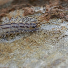 Naminis šimtakojis - Scutigera coleoptrata | Fotografas Gintautas Steiblys
