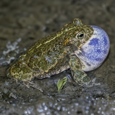 Nendrinė rupūžė - Epidalea calamita | Fotografas Gintautas Steiblys