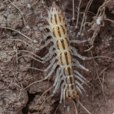Naminis šimtakojis - Scutigera coleoptrata | Fotografas Gintautas Steiblys
