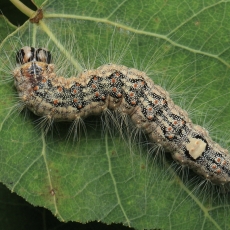Tamsiapilkis strėlinukas - Acronicta megacephala, vikšras | Fotografas Gintautas Steiblys