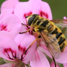 Žiedmusė - Myathropa florea | Fotografas Gintautas Steiblys
