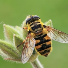 Žiedmusė - Myathropa florea | Fotografas Gintautas Steiblys