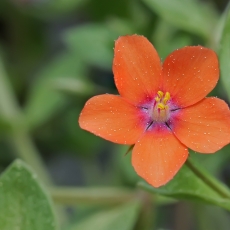 Raudonžiedis progailis - Lysimachia arvensis | Fotografas Gintautas Steiblys